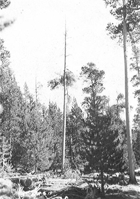 <i>Arcuethobium americanum</i> on Lodgepole pine