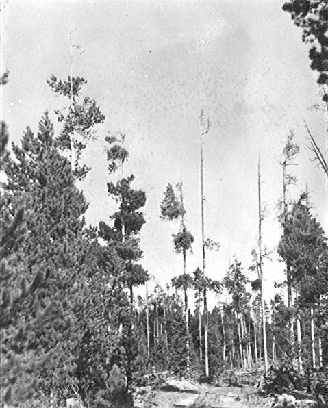 <i>Arcuethobium americanum</i> on Lodgepole pine