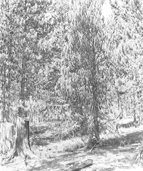 Abnormal Logepole pine (virus disease?)