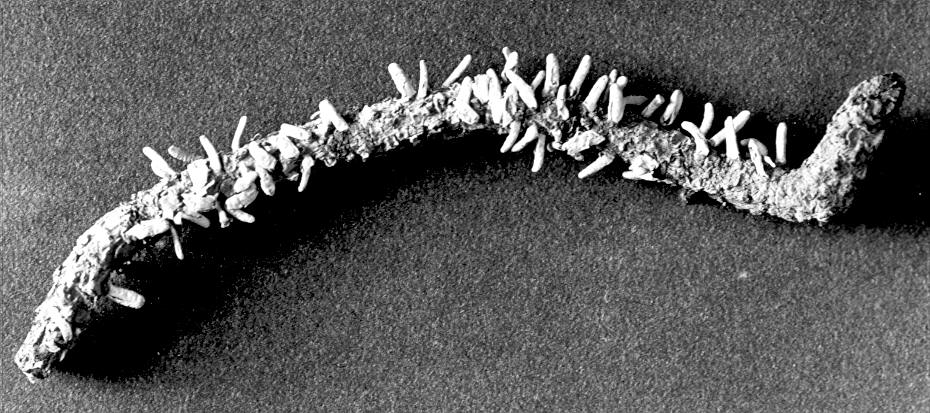 Cronartium filamentosum Cronartium filamentosum