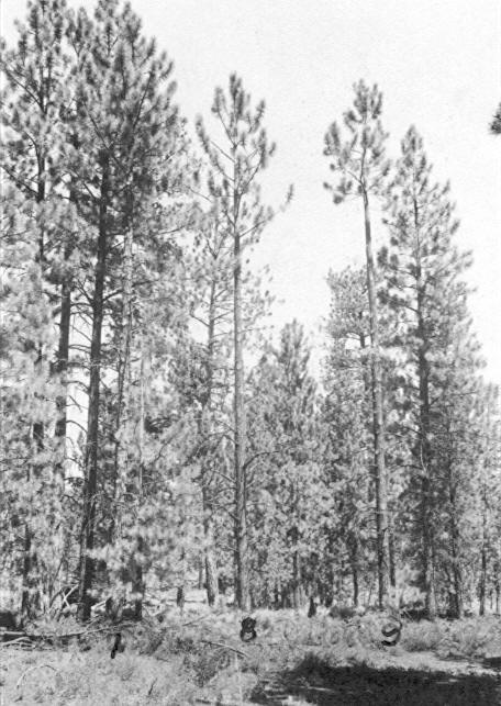 Rust trees No. 7,8, and 9 after pruning