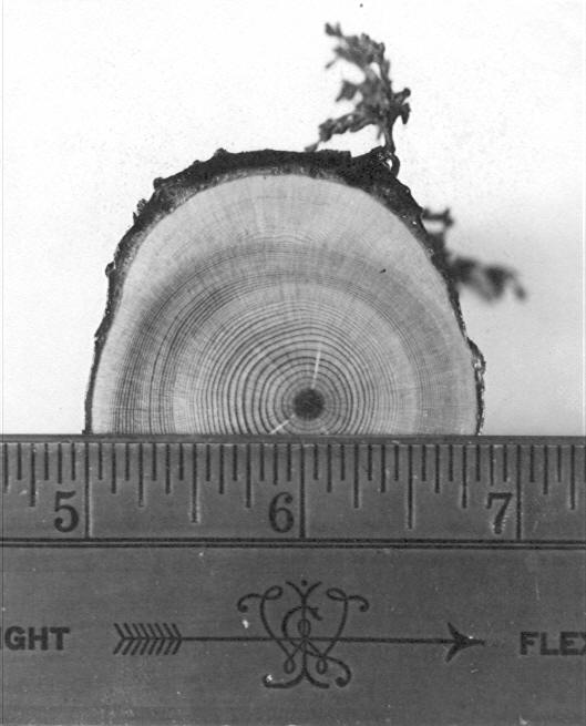 Arceuthobium americanum infection on Lodgepole pine through 42 year old wood on 66 year old stem