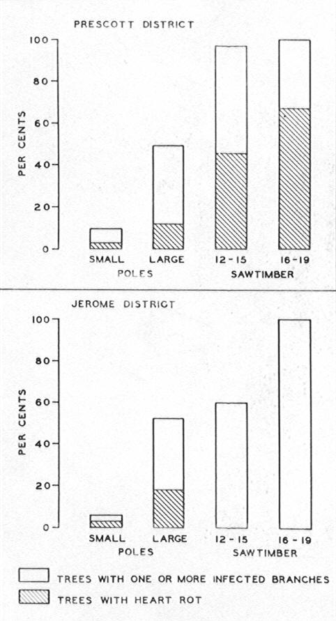 Bar diagram of the Prescott and Jerome Districts with relationship of red rot and tree size