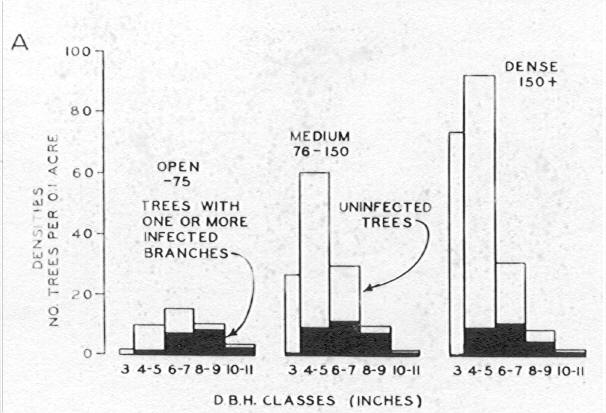Bar diagram of tree densities and d.b.h. classes with red rot