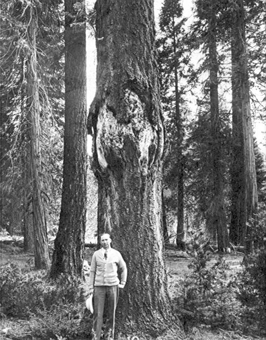 Canker on Abies concolor caused by mistletoe