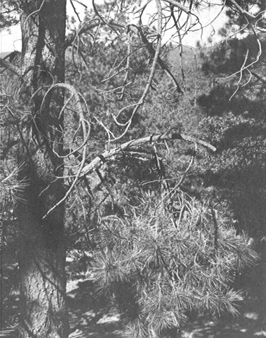 Witches broom caused by mistletoe on ponderosa pine