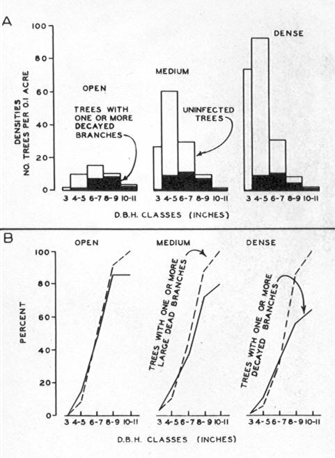 Relationship of western red rot infection to d.b.h. in three desity classes