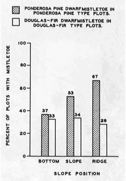 Bar diagram showing the incidence of ponderosa pine mistletoe and Douglas-fir mistletoe by slope position