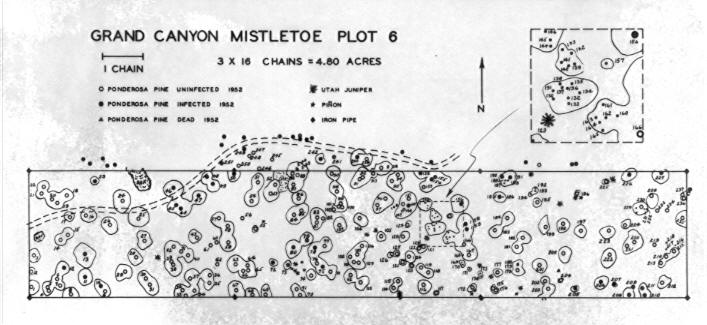 Mistletoe survey, Grand Canyon N.P.
