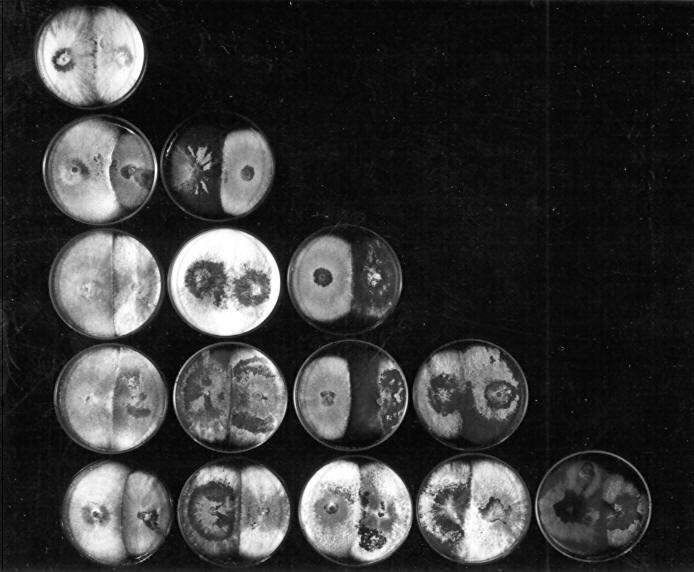 No. 1148 single spore isolates. 