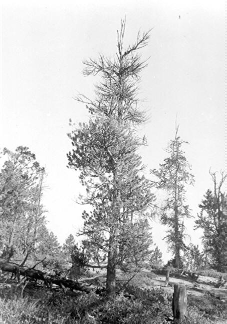 Heavily infected limber pine