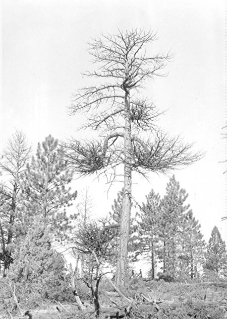 Killed ponderosa pine