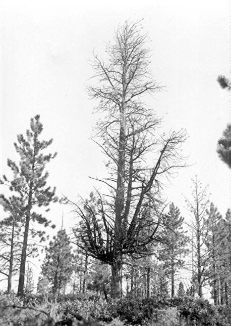 Killed ponderosa pine