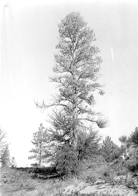 Moderatly infected ponderosa pine (3x)