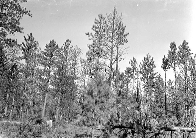 Plot 2-Treated (2-B?)