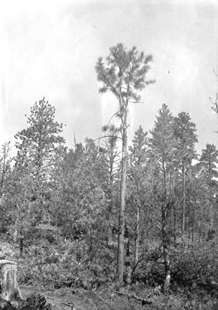 Plot 2-Treated (2-B?)