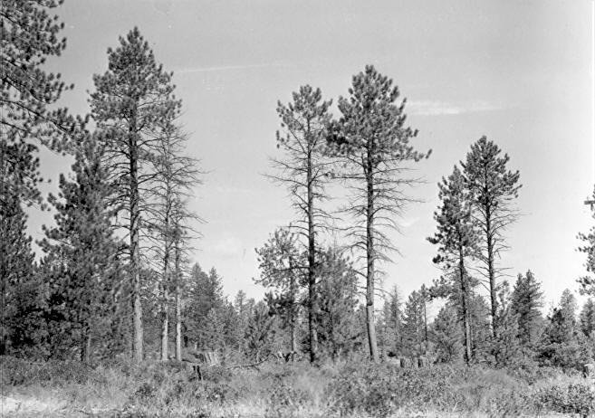 Group in infected ponderosa pines N of Plot 2-Check