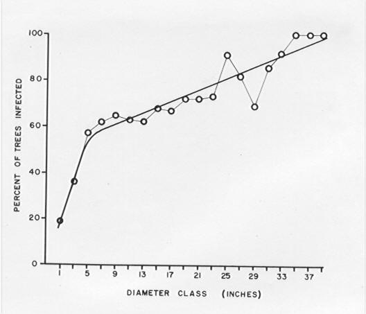 Incidence of dwarf mistletoe in ponderosa pine in relation to diameter class