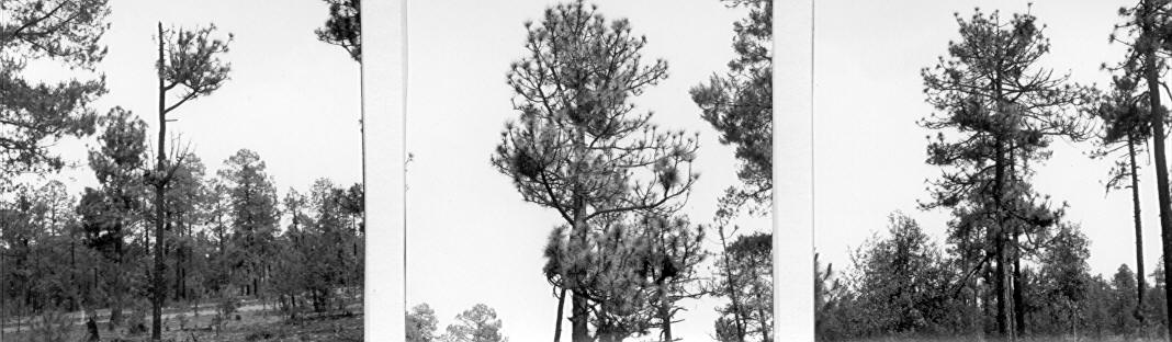 Arceuthobium vaginatum ssp. cryptopodum on Pinus engelmanniich