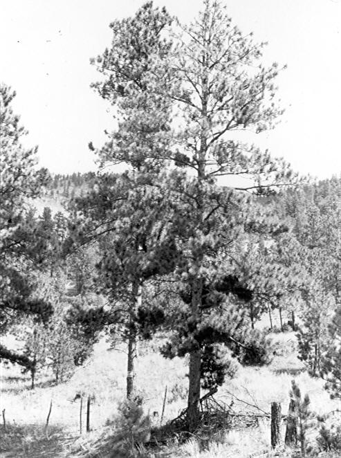 Ponderosa pine with dead top and heavily infected with mistletoe