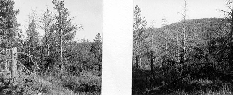 Infected trees in Risk Canyon Picnic Ground area