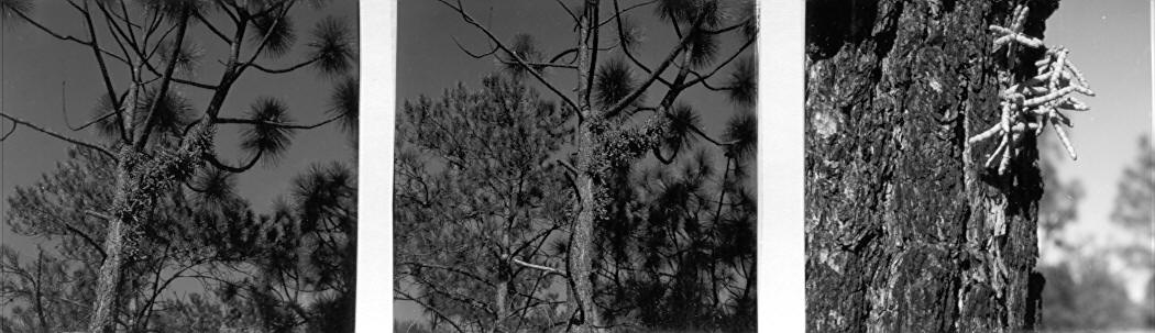 Arceuthobium verticilliflorum on Pinus engelmannii