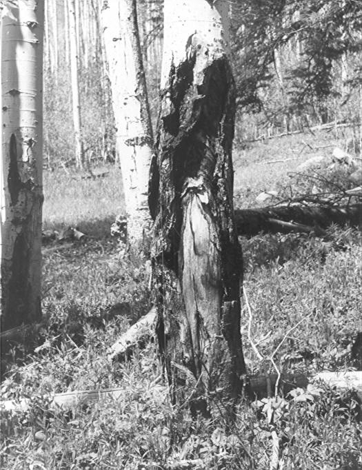 Canker of unknown cause on 16'' aspen Canker of unknown cause on 16'' aspen
