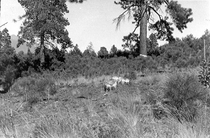 Wing Mt. mistletoe plot 3-C after logging