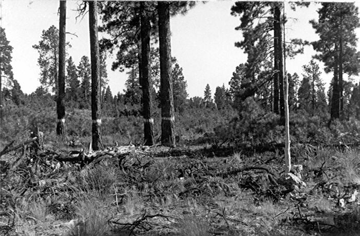 Wing Mt. mistletoe plot 4-C after logging
