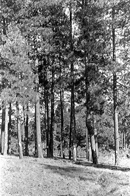 Wing Mt. mistletoe plot 2-D before logging Wing Mt. mistletoe plot 2-D before logging