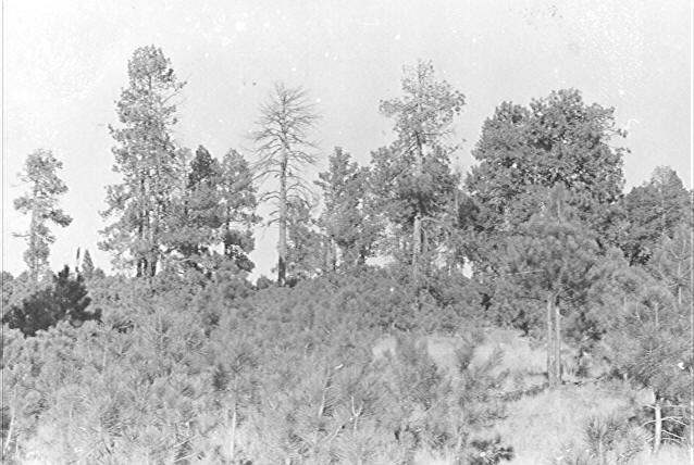 Wing Mountain Mistletoe Plot 3-B South before logging