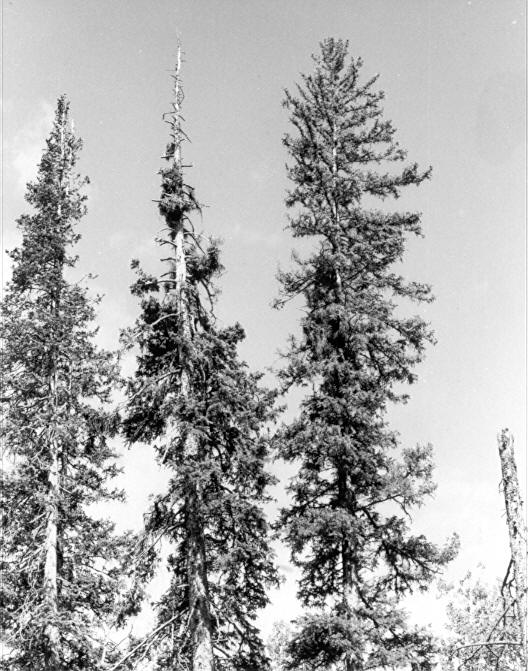 Tree 288 (left) with dead rust brooms on the bole at 94' to 105', and dead top (old) 94' to 121'