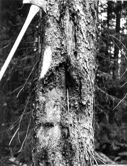 Tree 478 with 129 yr. old spruce canker and 28 yr. old fallen tree wound at 3'