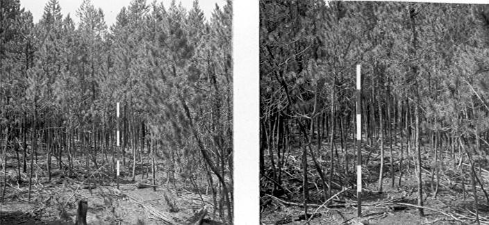 Lodgepole Growth Reduction Plot no. 1 - heavily infected stand