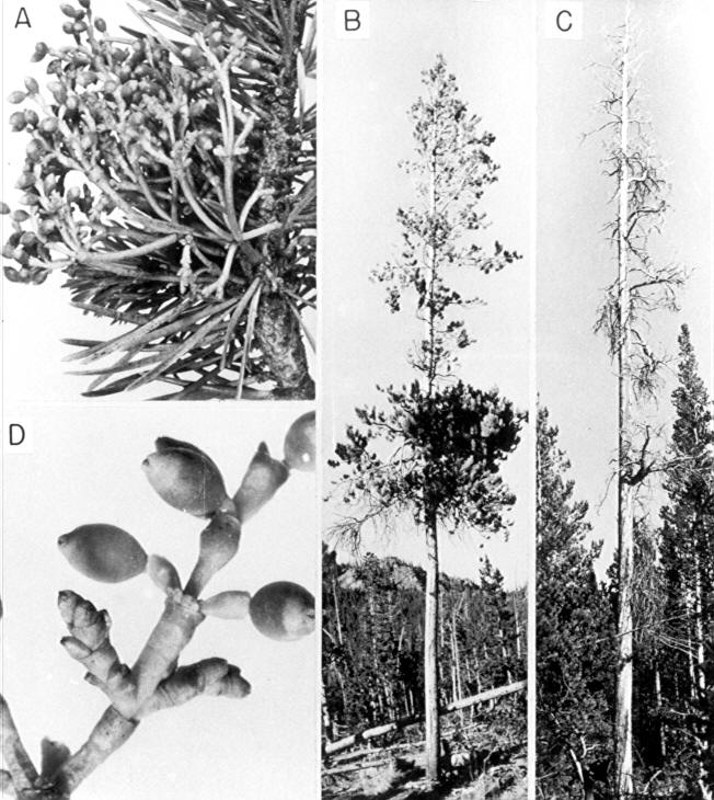 Copy of plate made up for LSG on lodgepole pine mistletoe