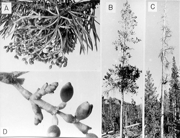 Copy of plate made up for LSG on lodgepole pine mistletoe