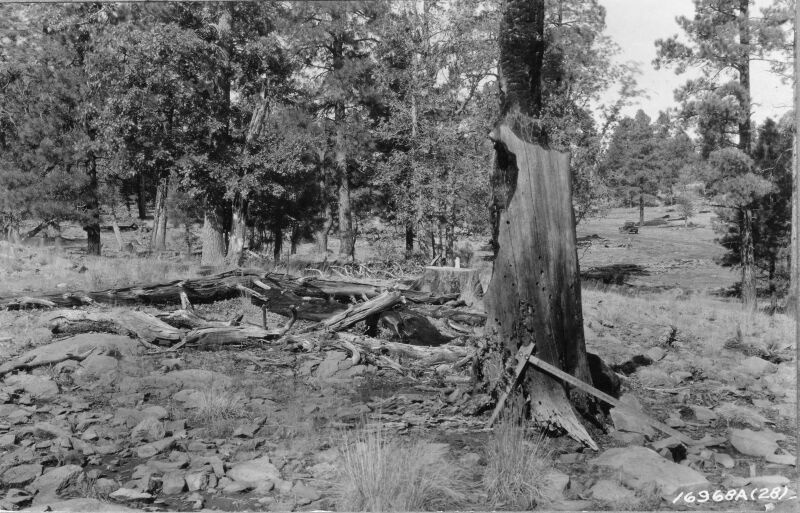 ponderosa pine regeneration
