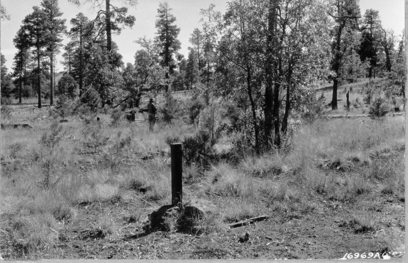 ponderosa pine regeneration