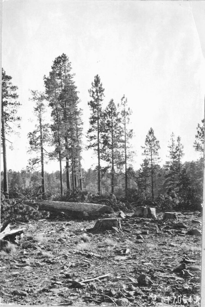 effects of logging