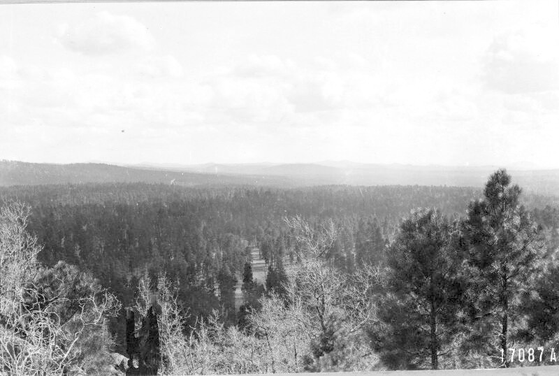 Forest Stand