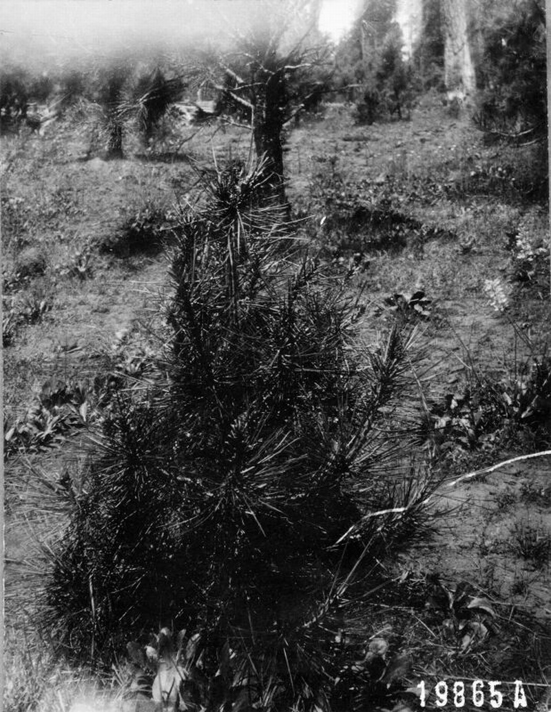 grazing plot (progress photo 150526)