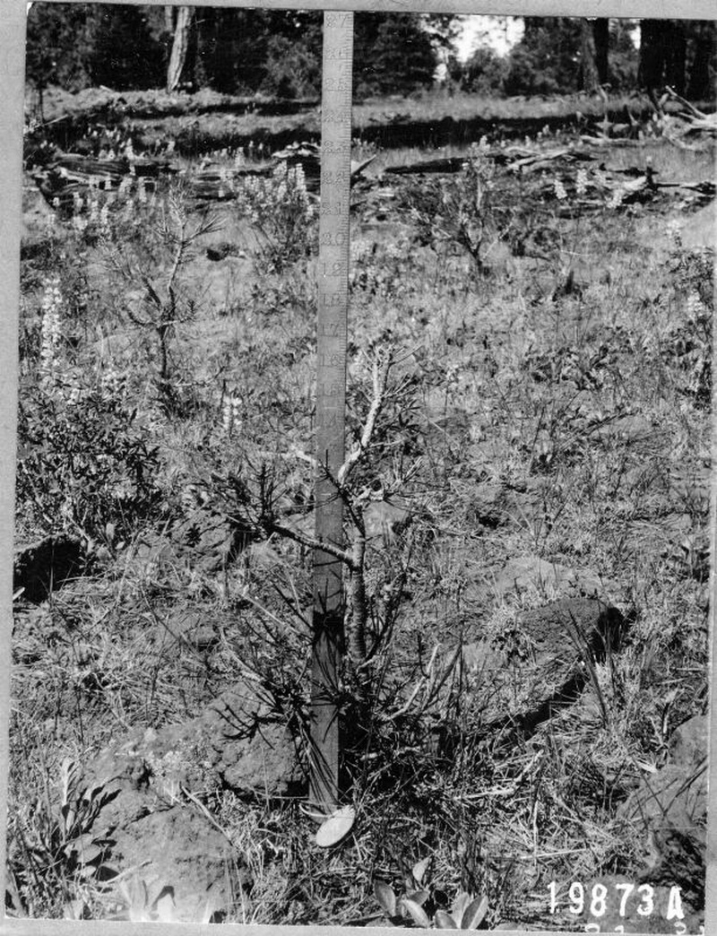 sheep damage to ponderosa pine (progress 150525)