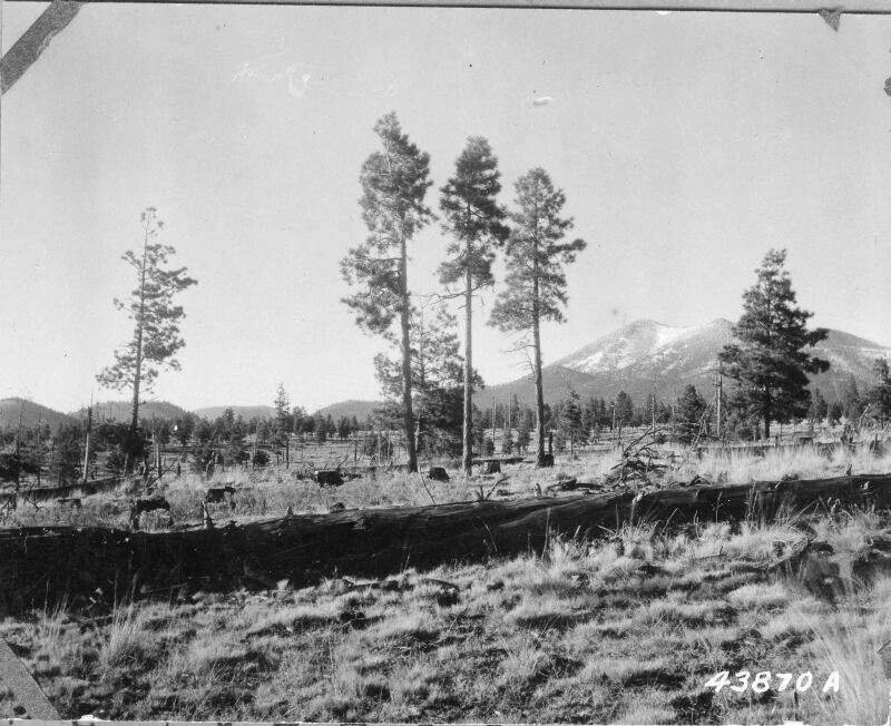 Timber-rights cutting 