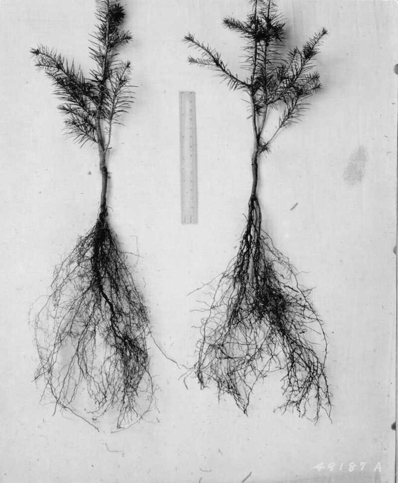 Pseudotsuga taxifolia 