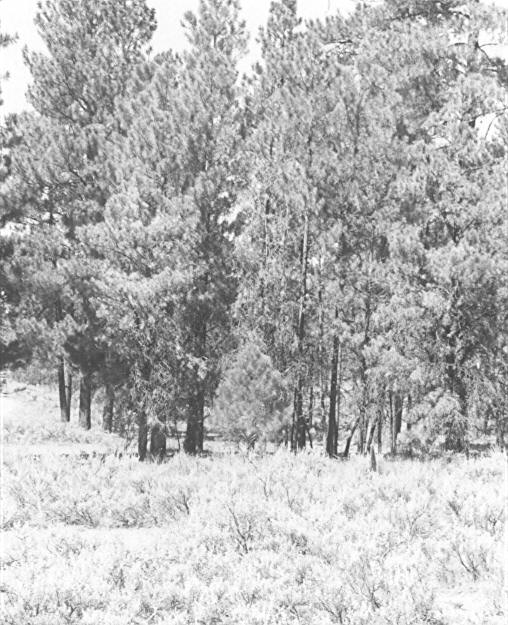 Image library