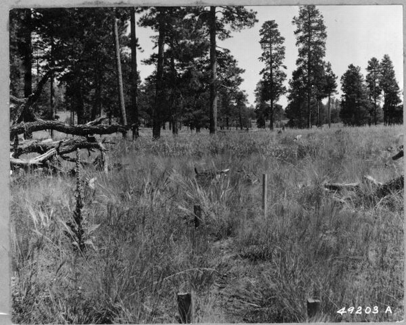 Coconino Sample Plot S3A