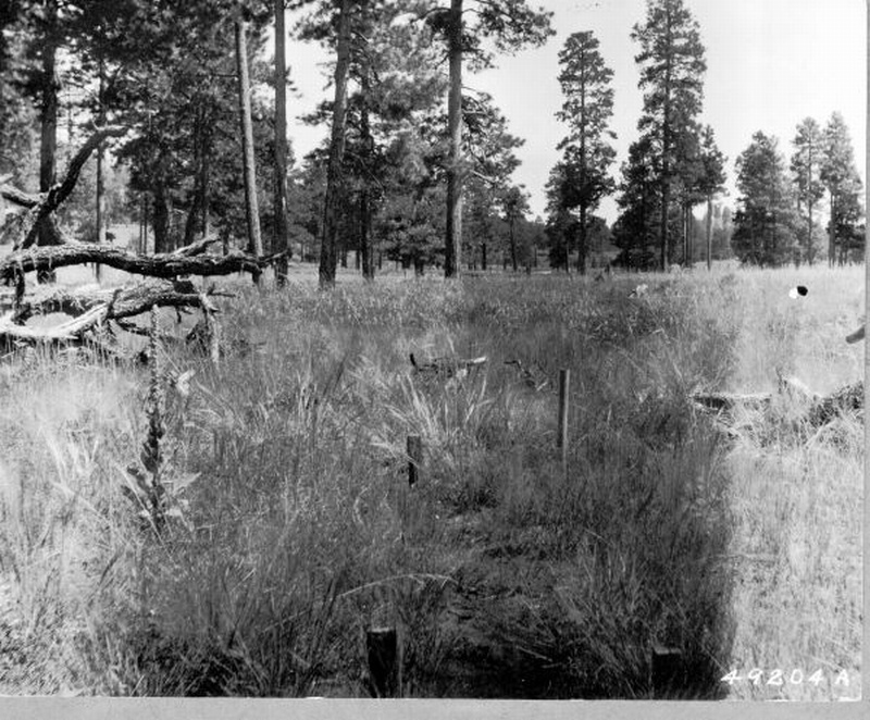 grass plots