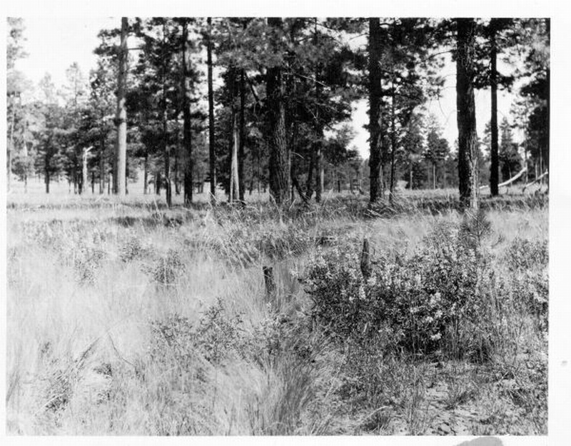 grass plots