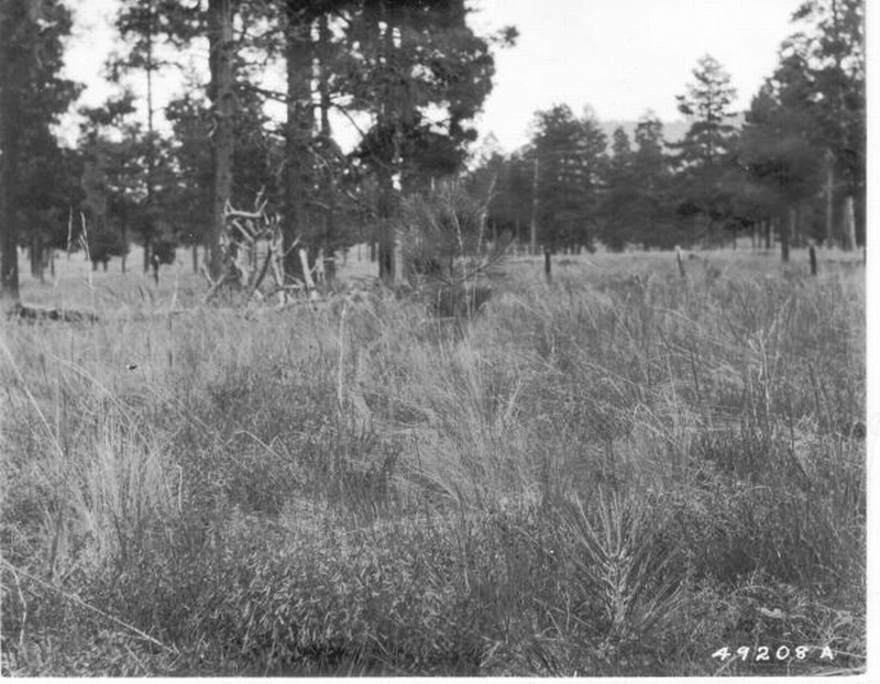 grass plots