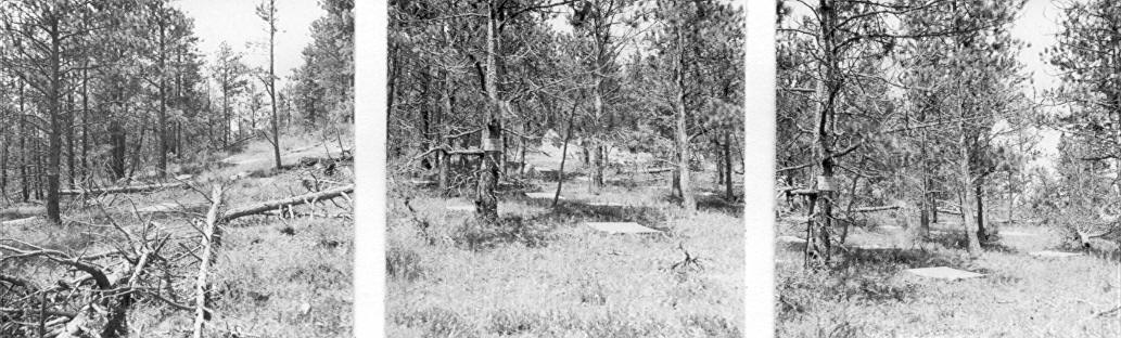 Seed traps under ponderosa pine